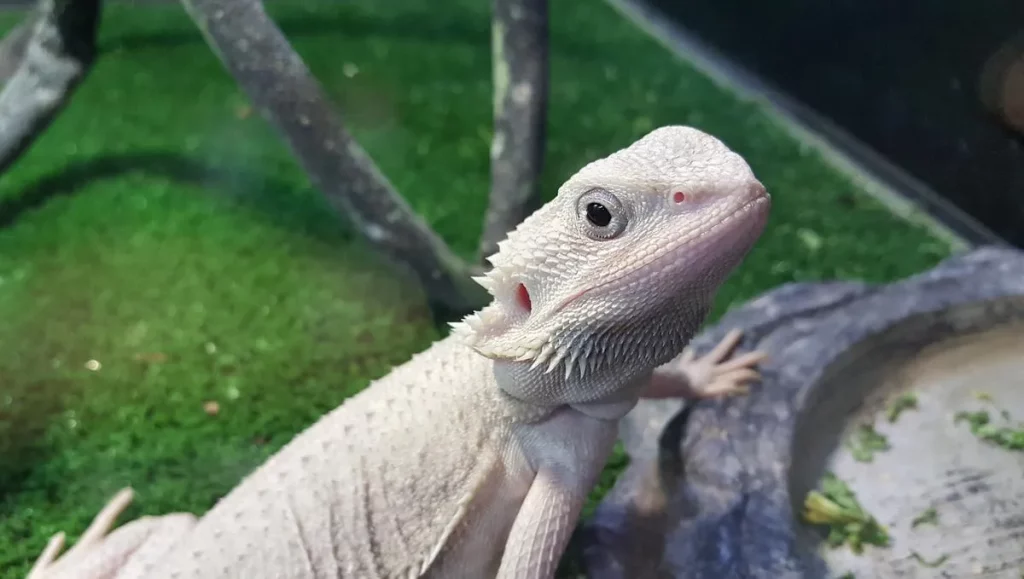 Zero bearded dragon