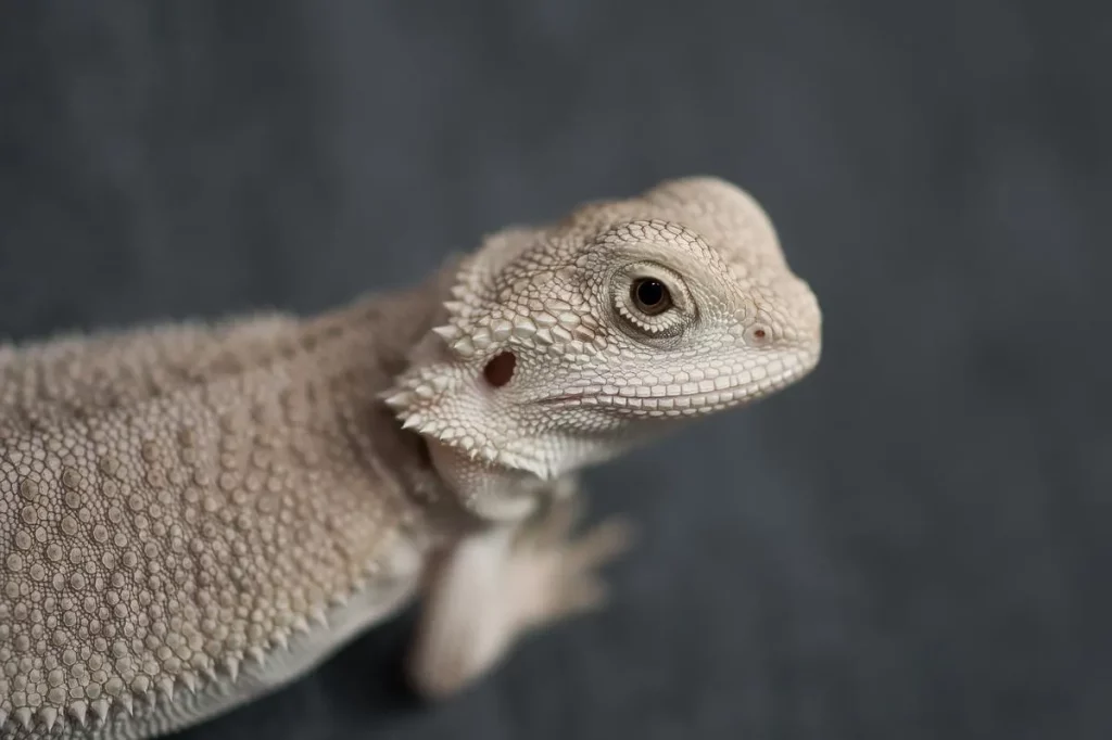 Zero bearded dragon