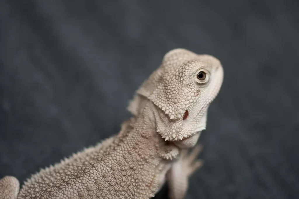 Zero bearded dragon