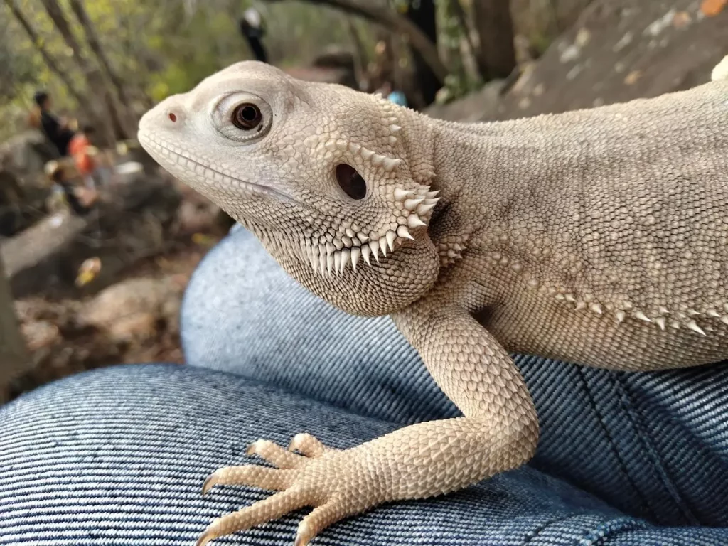 Zero bearded dragon