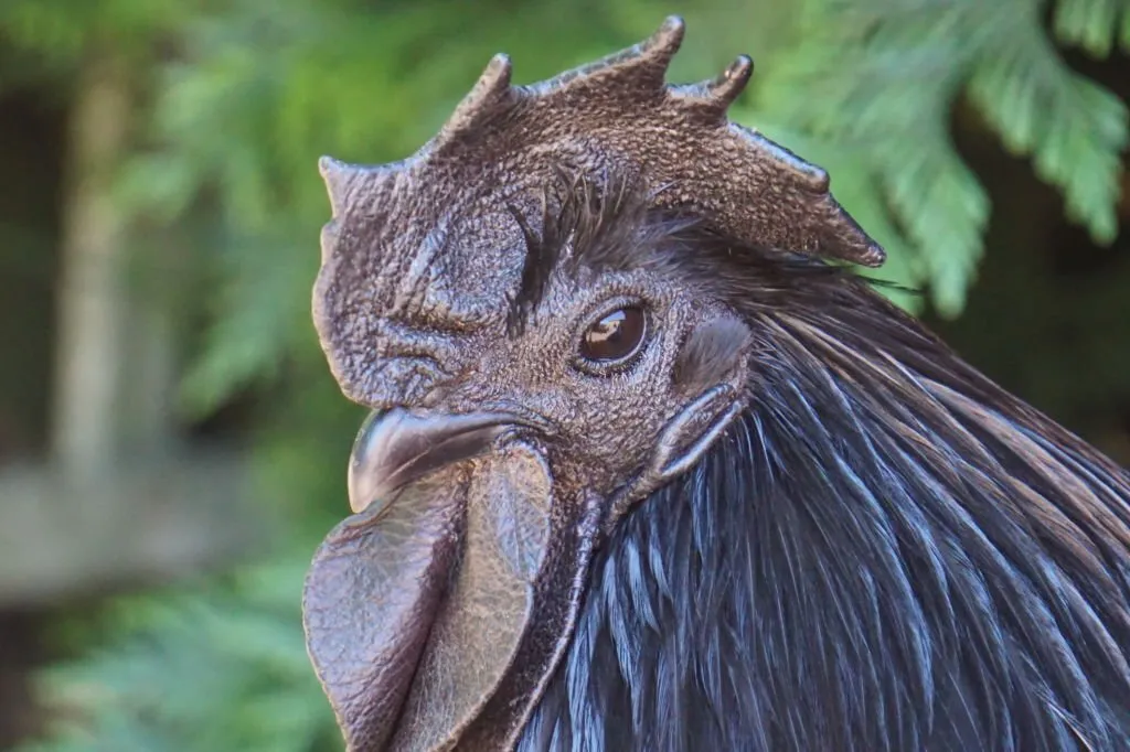 Ayam Cemani Eggs