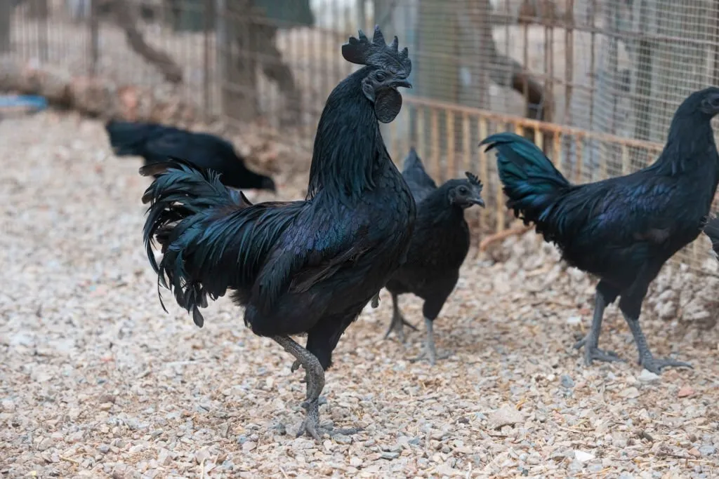 Ayam Cemani Eggs