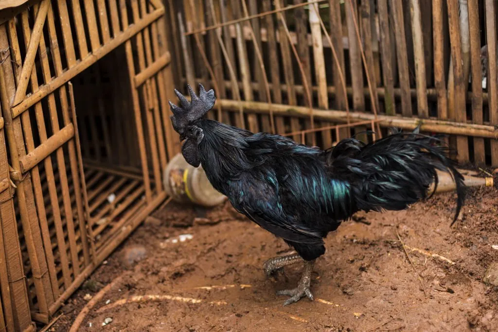 Ayam Cemani Eggs