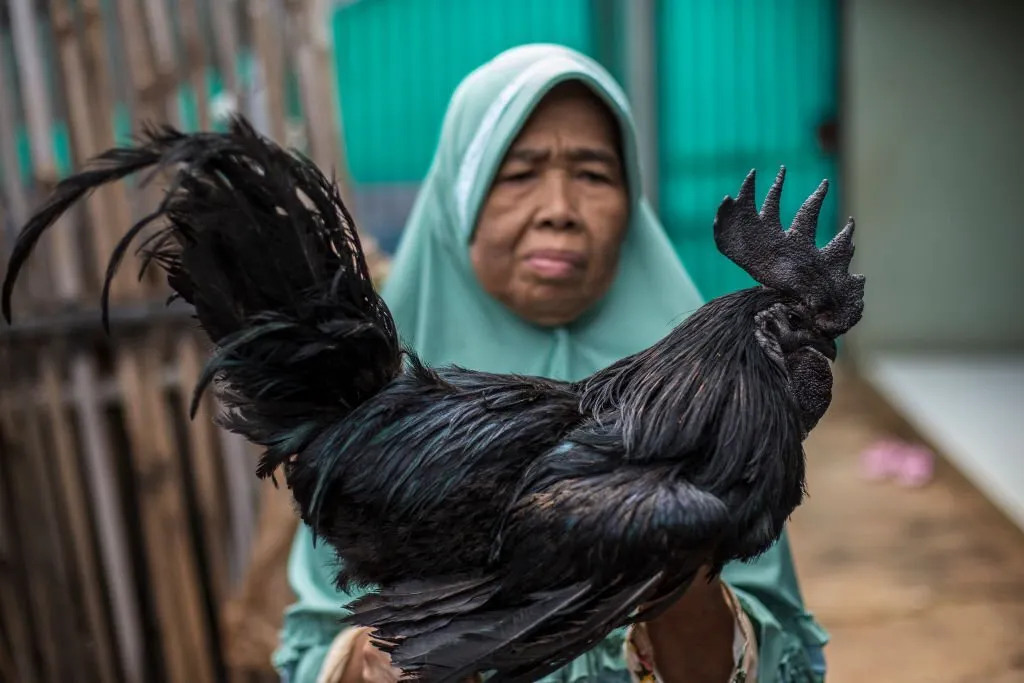 Ayam Cemani Eggs