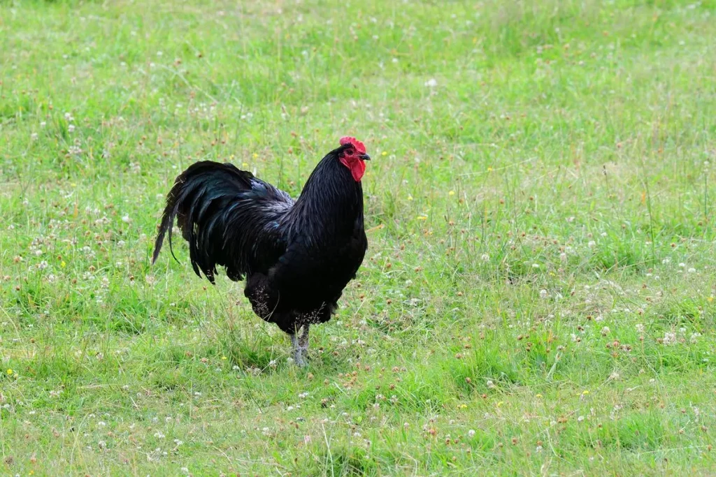 black australorp chicks