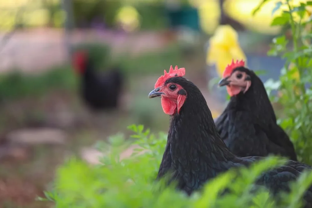 black australorp chicks