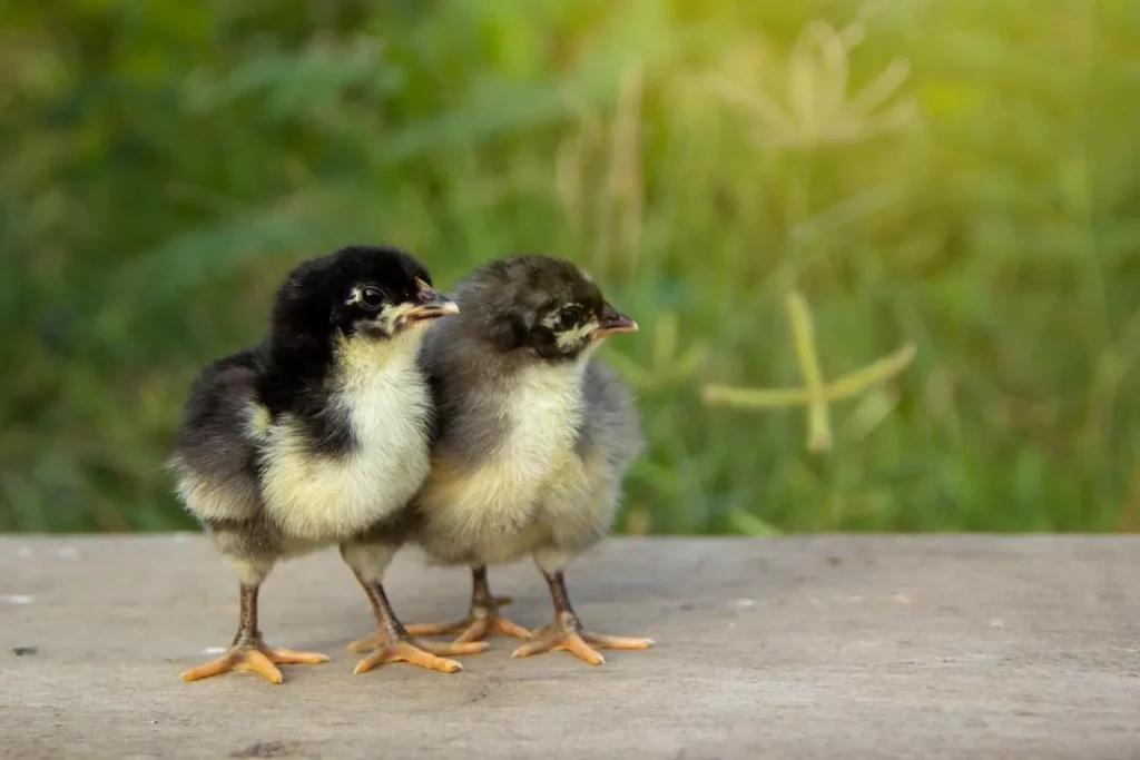 black australorp chicks