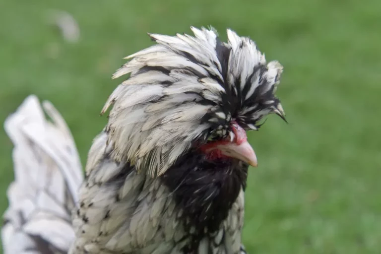 Polish Silver Laced Chicken: Everything You Need to Know