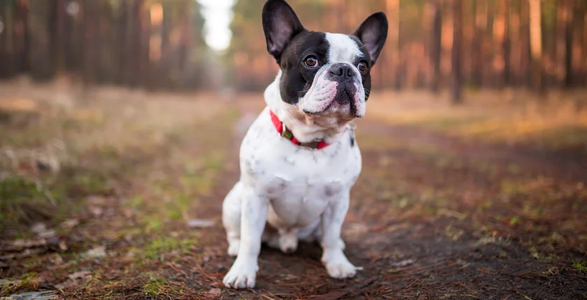 French Bulldog Puppies for Sale $200