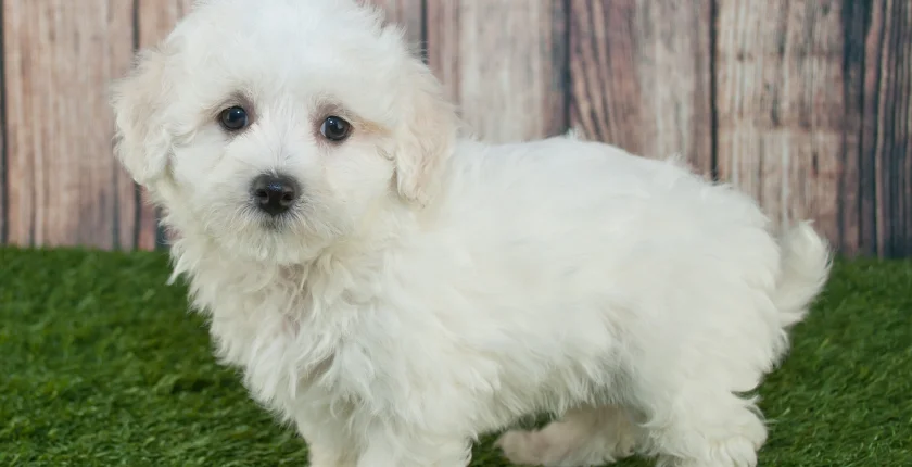 Maltipoo Puppies for Sale Near Me