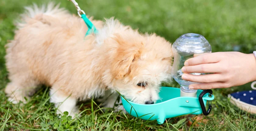 Maltipoo Puppies for Sale Near Me