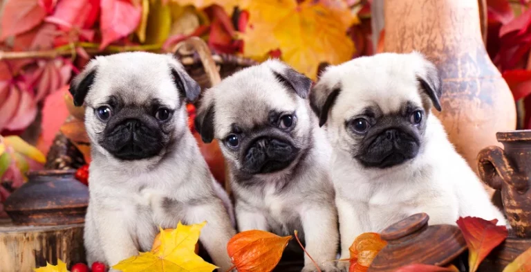 Finding Your Perfect Companion: Pug Puppies for Sale $200