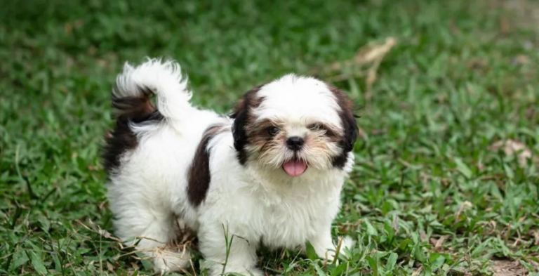 Shih Tzu Puppies for Sale Under $300: Find Your New Best Friend Today