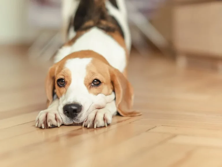 Beagle Snoopy – 7 Amazing Facts to Know before Adoption