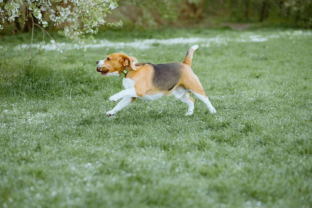 beagle snoopy