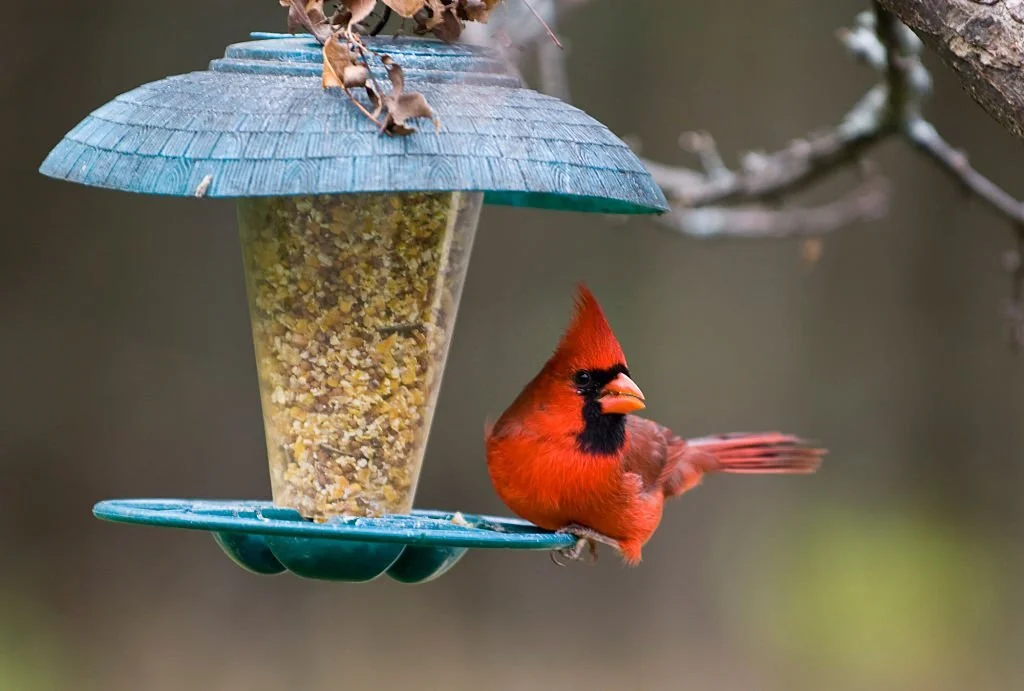 buying a cardinal bird feeder