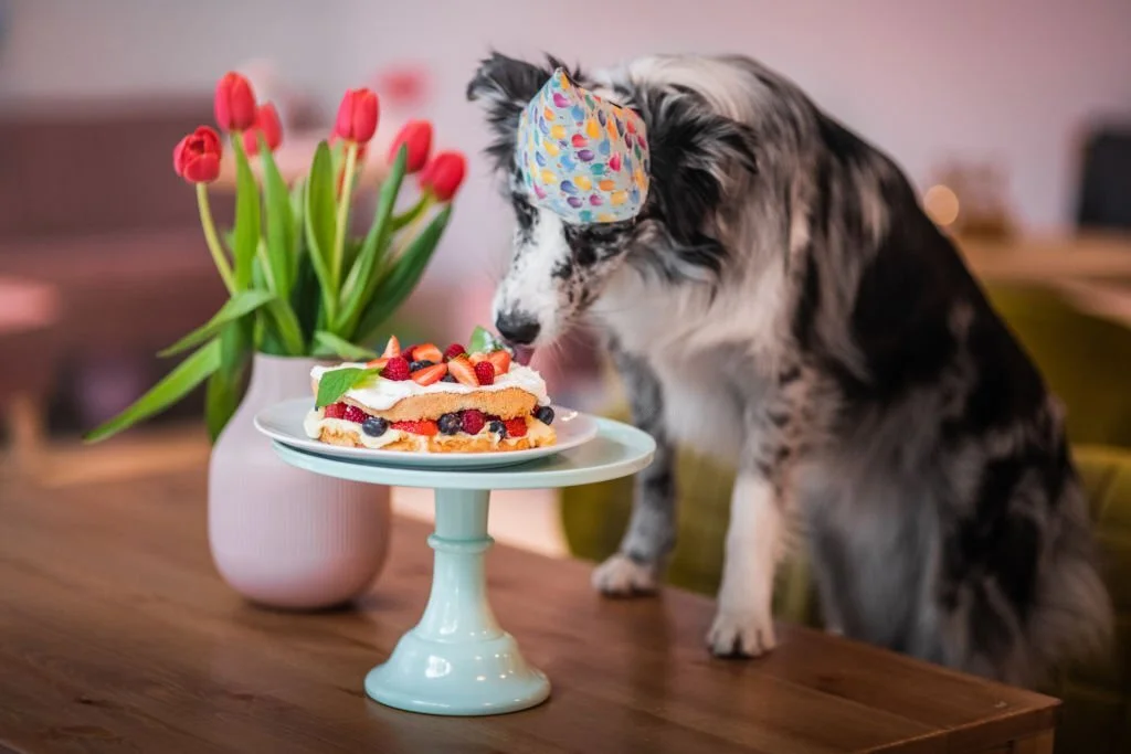 Is it safe to give blueberry pie to dogs