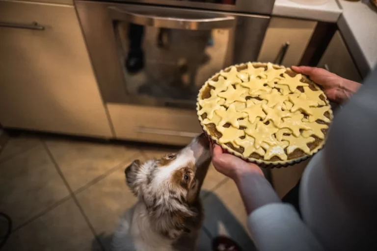 5 Good Reasons – Is it Safe to Give Blueberry Pie to Dogs?