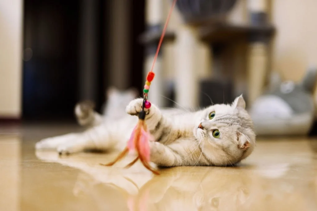 stimulating cat toys for indoor cats