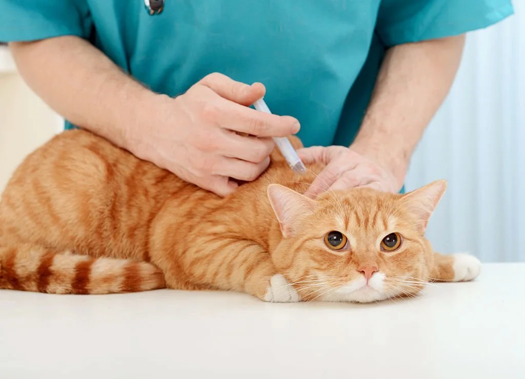 indoor cat vaccine schedule