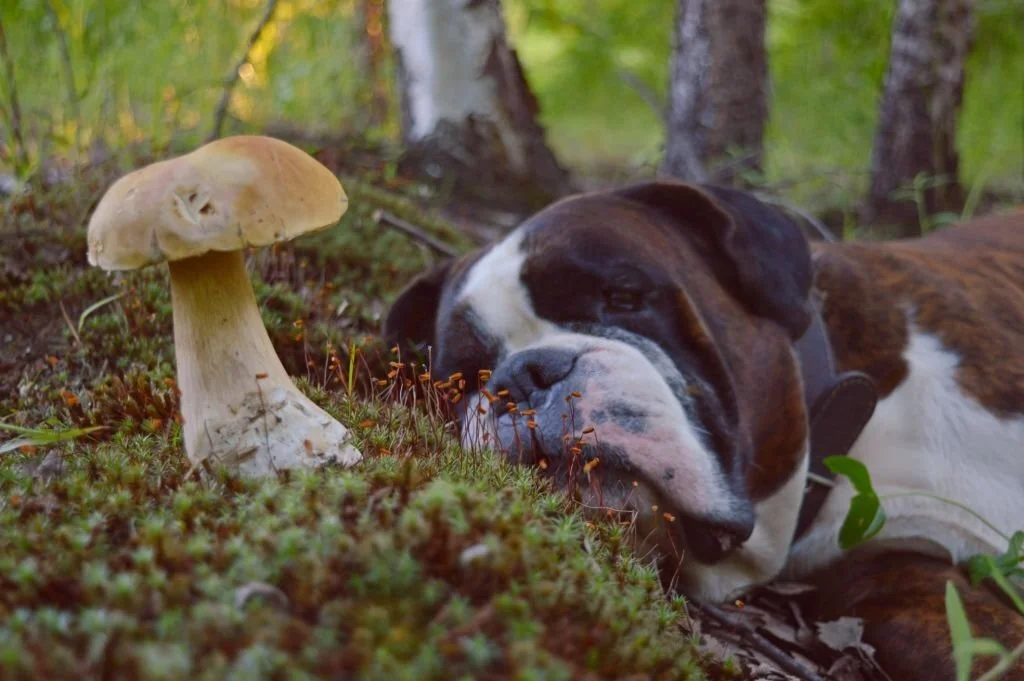 can dogs eat magic mushrooms
