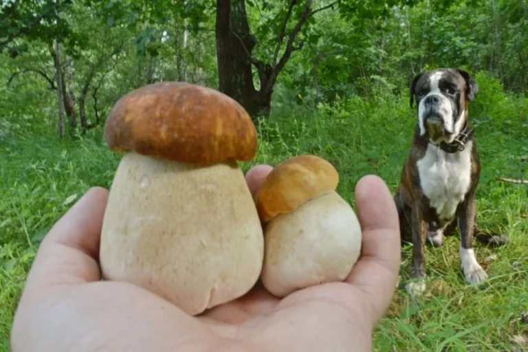 Can Dogs Eat Magic Mushrooms? 6 Facts in The Guide for Pet Owners