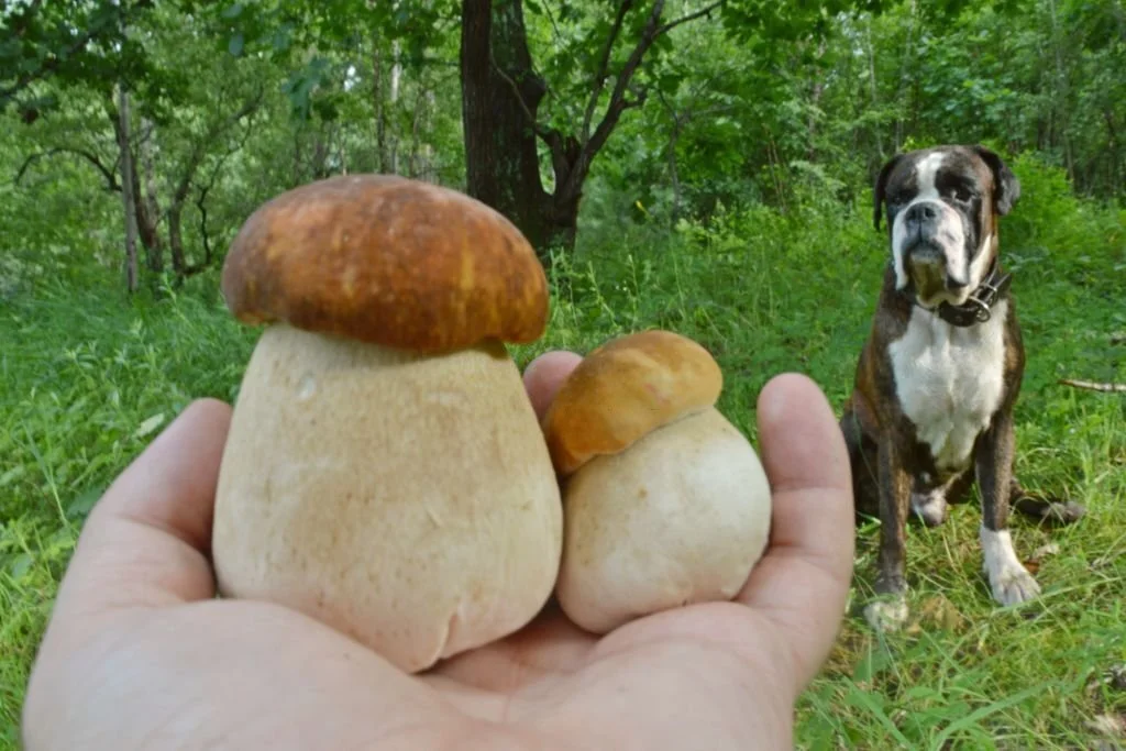 can dogs eat magic mushrooms