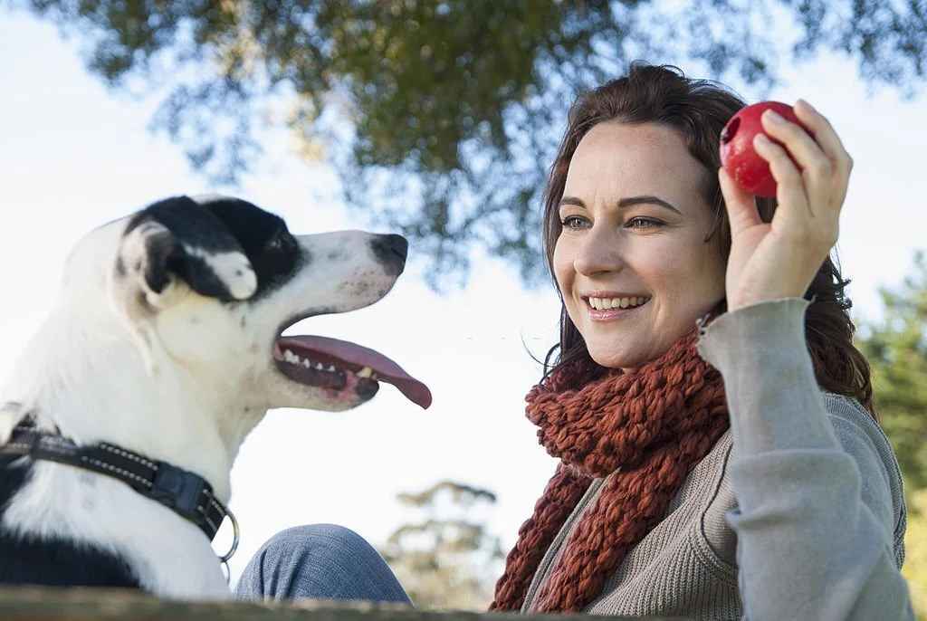 dog eating apple 1