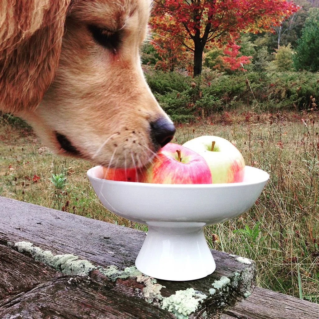 Can dogs eat apples