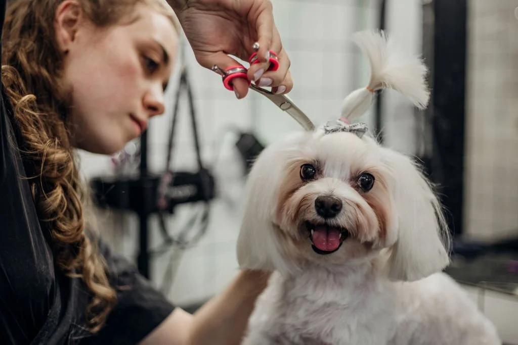 dog grooming near me