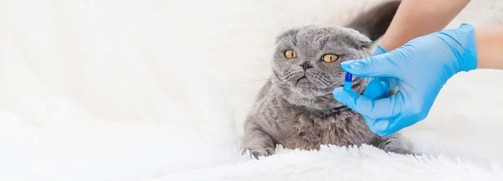 Feline diabetes symptoms