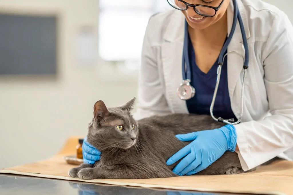 Feline diabetes symptoms