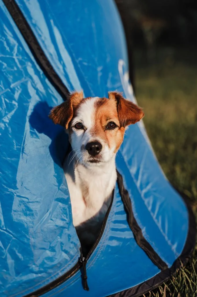 tents for camping with dogs review