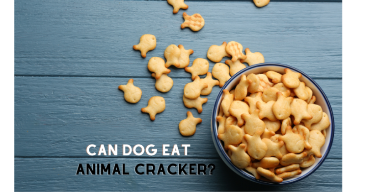 Can Dogs Eat Animal Crackers? The Complete Guide to the Benefits, Risks, and Safe Feeding Tips