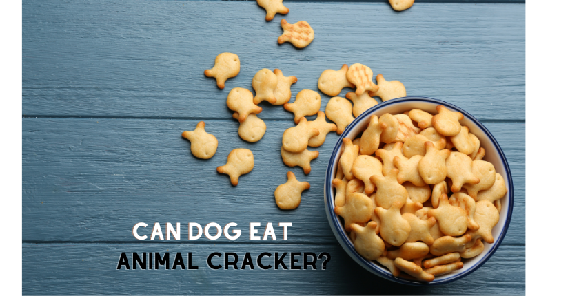 Can Dogs Eat Animal Crackers