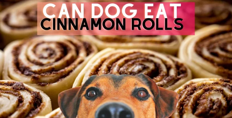 Can Dogs Eat Cinnamon Rolls? The Complete Guide to the Benefits, Risks, and Safe Feeding Tips