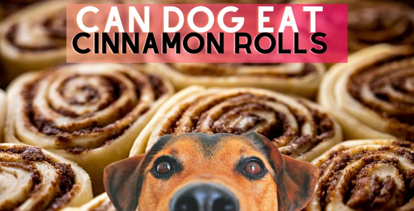 Can Dogs Eat Cinnamon Rolls