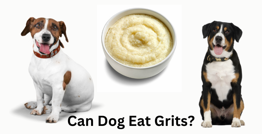 Can Dogs Eat Grits