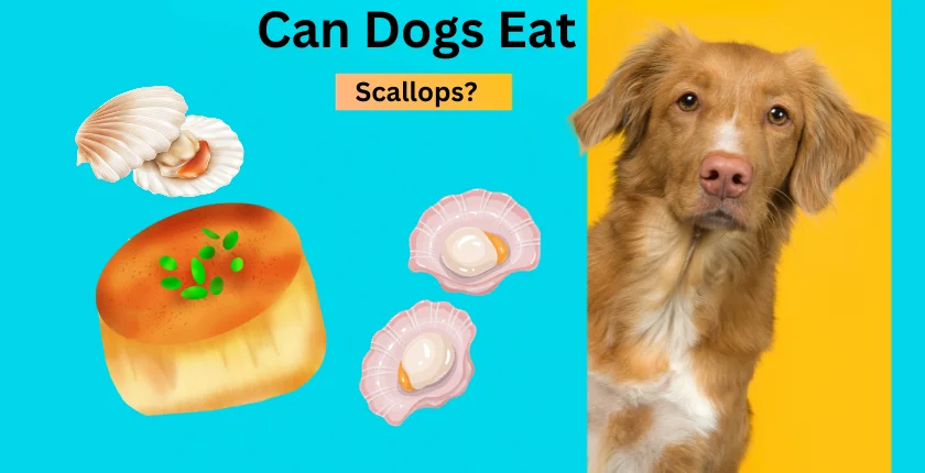 Can Dogs Eat Scallops