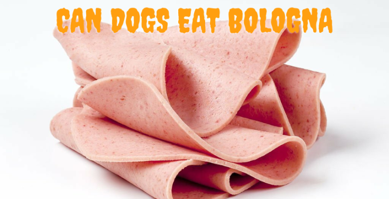 Can Dogs Eat Bologna? Everything You need to know