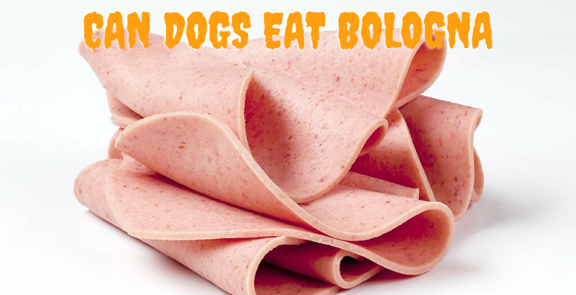 Can Dogs Eat Bologna