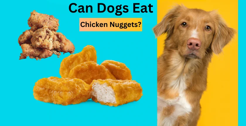 Can Dogs Eat chicken nuggets