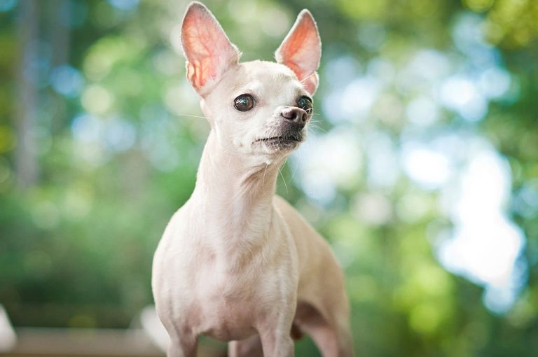 Hairless Chihuahuas: Everything You Need to Know with Pictures