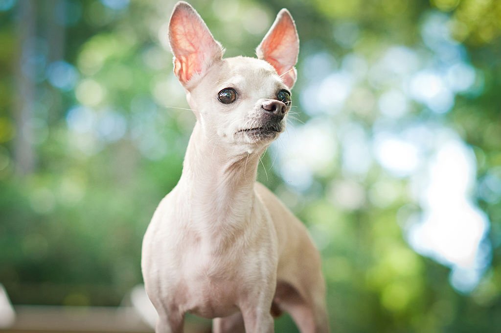 Hairless Chihuahua