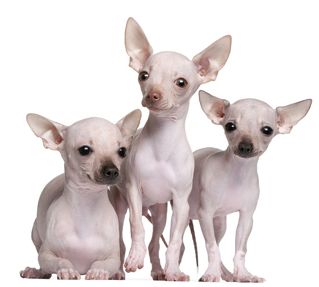 Hairless Chihuahua