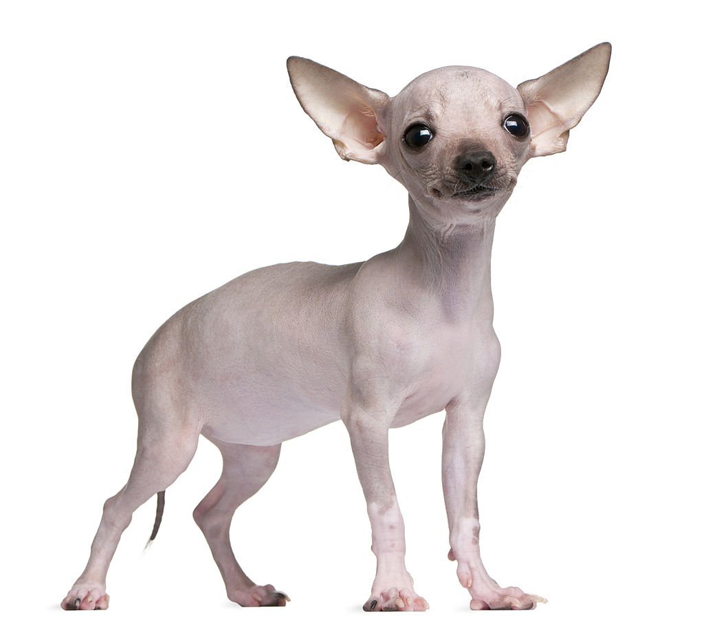 Hairless Chihuahua