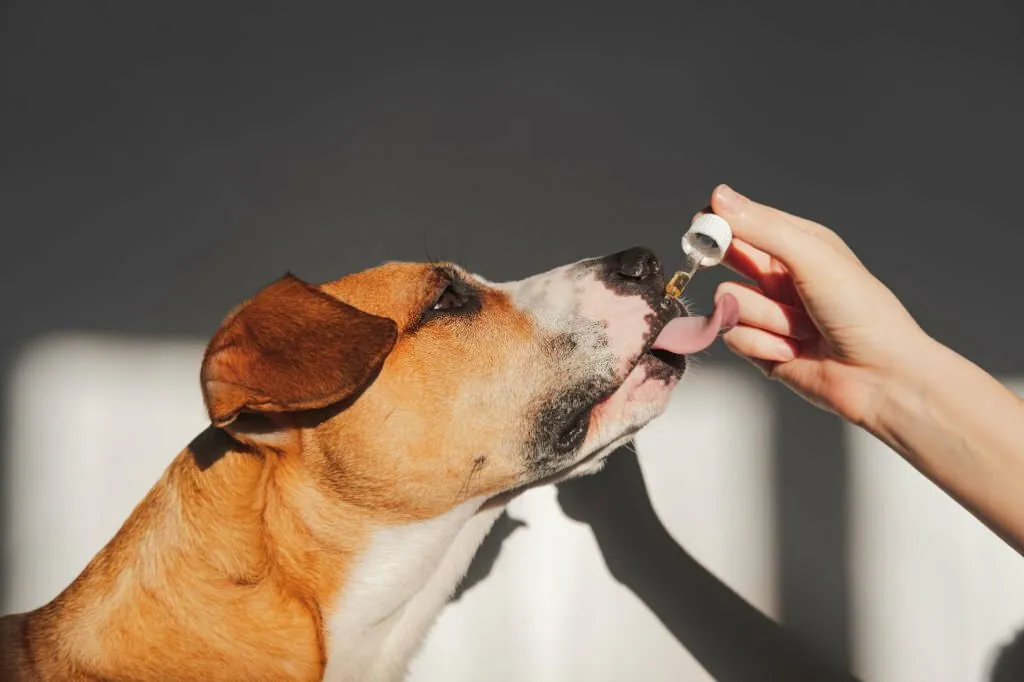 the Importance of Prescription Pet Liquid Medications