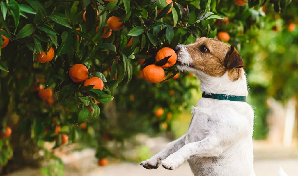 Can Dogs Eat Mandarins