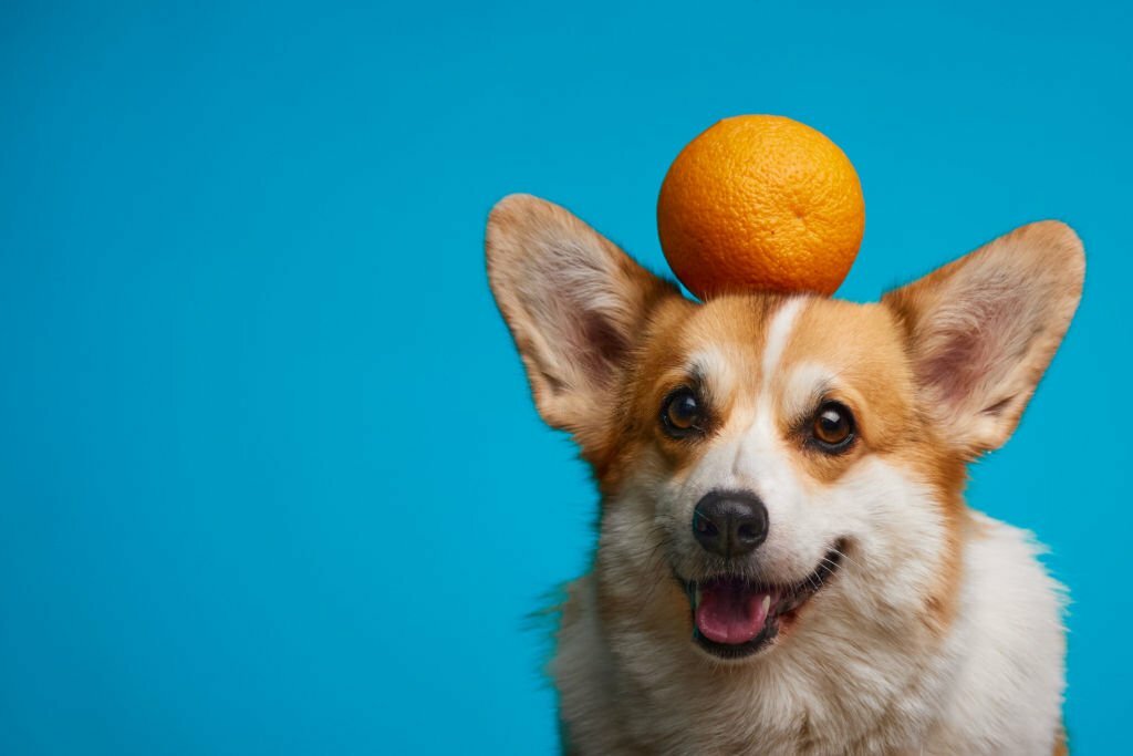 Can Dogs Eat Mandarins