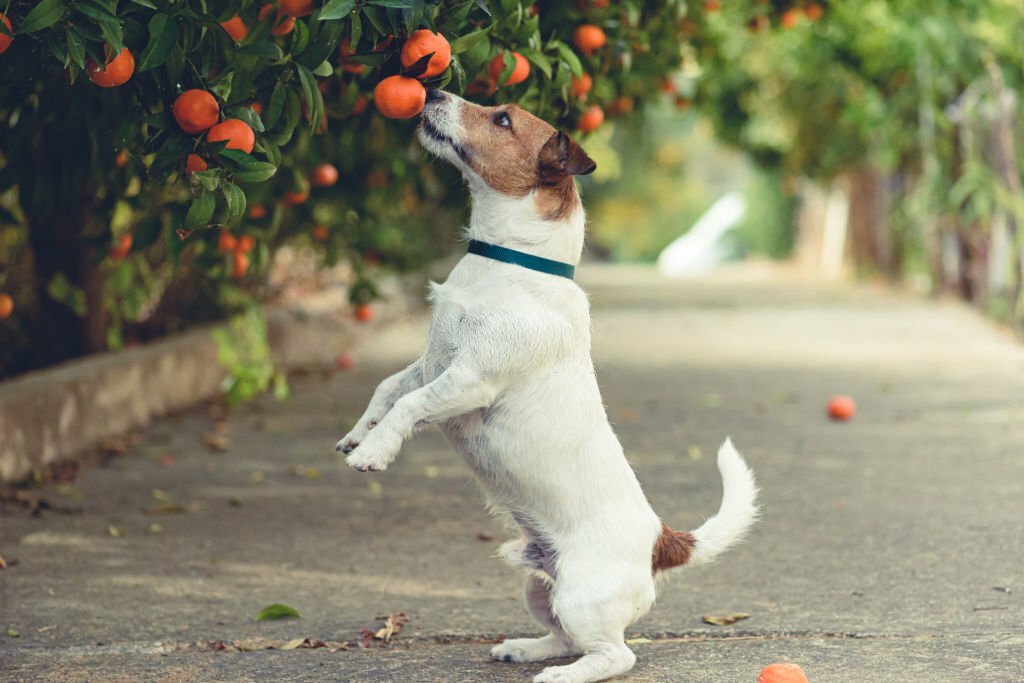 Can Dogs Eat Mandarins